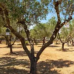 Bed & Breakfast L'albero D'oro